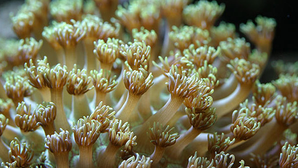 corales joya