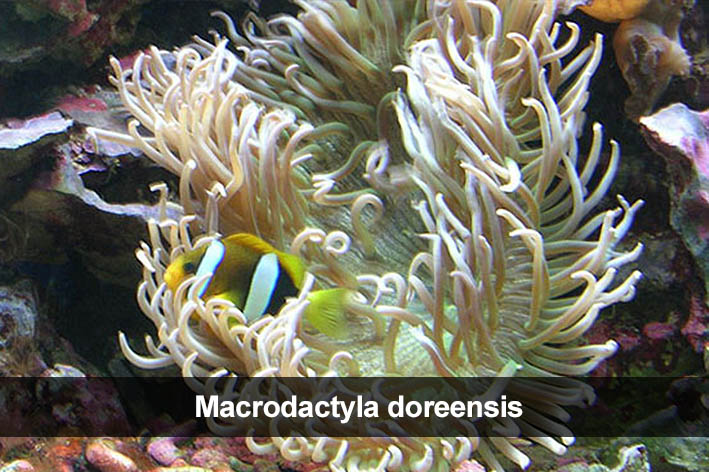 Macrodactyla doreensis