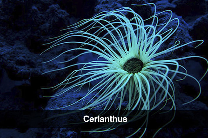 Cerianthus
